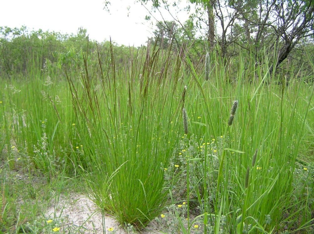 purple moor-grass 'Moorhexe'