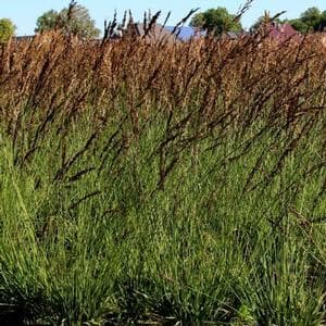 purple moor-grass 'Moorhexe'