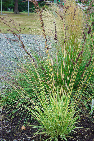 purple moor-grass 'Moorhexe'