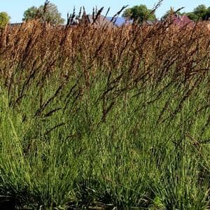 purple moor-grass 'Poul Petersen'