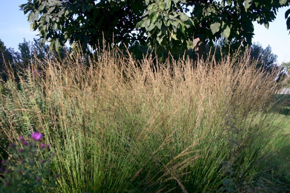 purple moor-grass 'Poul Petersen'