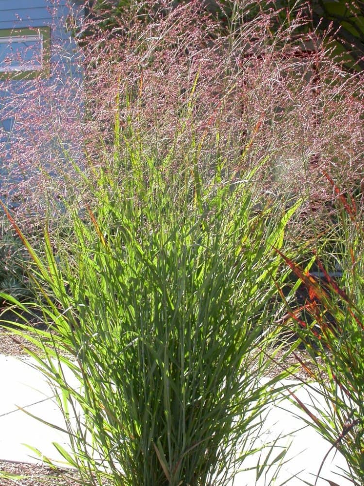 switch grass 'Northwind'