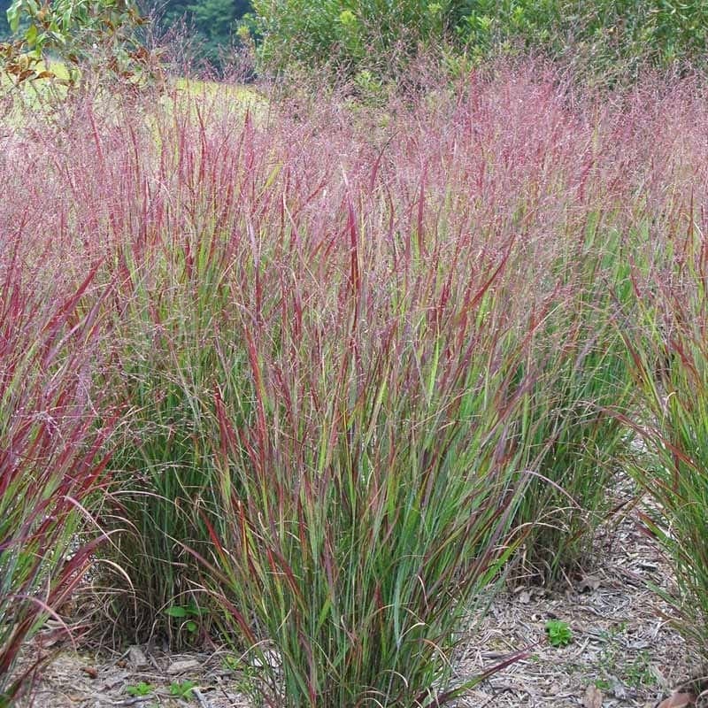 switch grass 'Rotstrahlbusch'