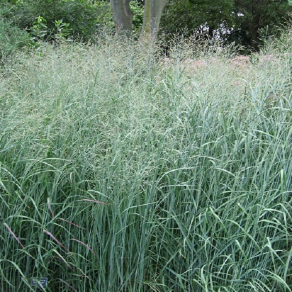 switch grass 'Shenandoah'