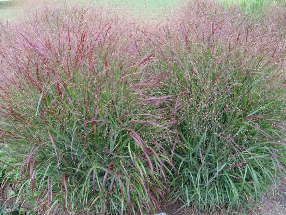 switch grass 'Prairie Sky'