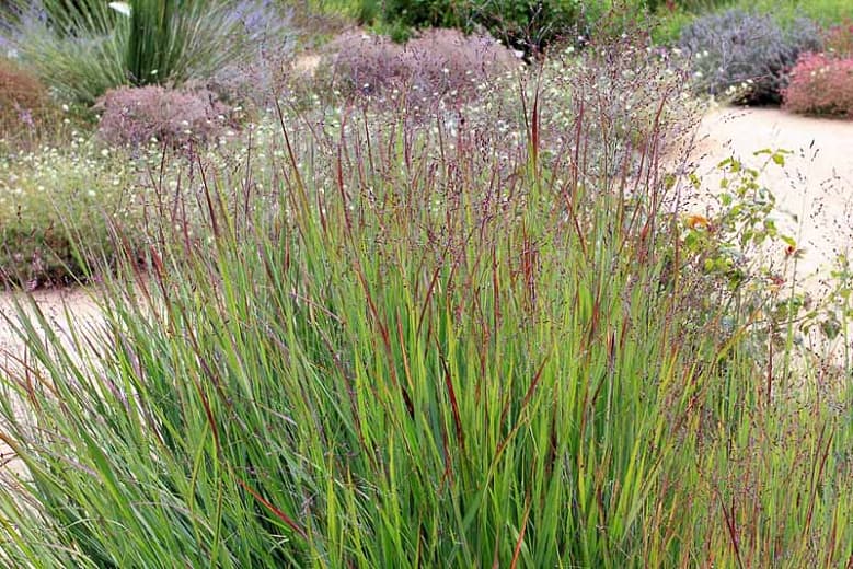 switch grass 'Prairie Sky'