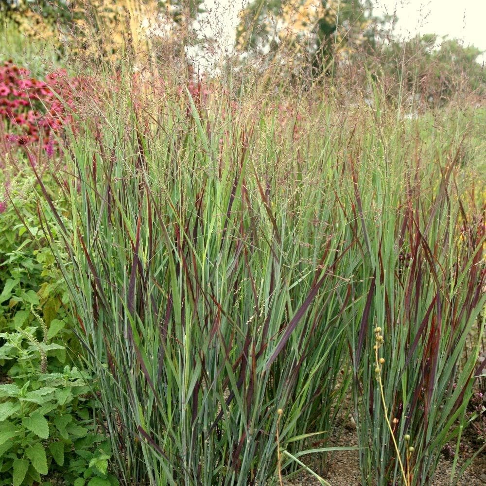 switch grass 'Prairie Sky'