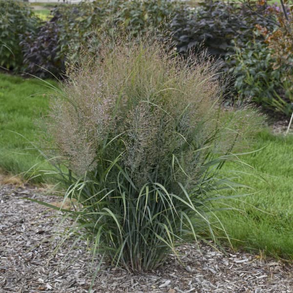 switch grass 'Prairie Sky'