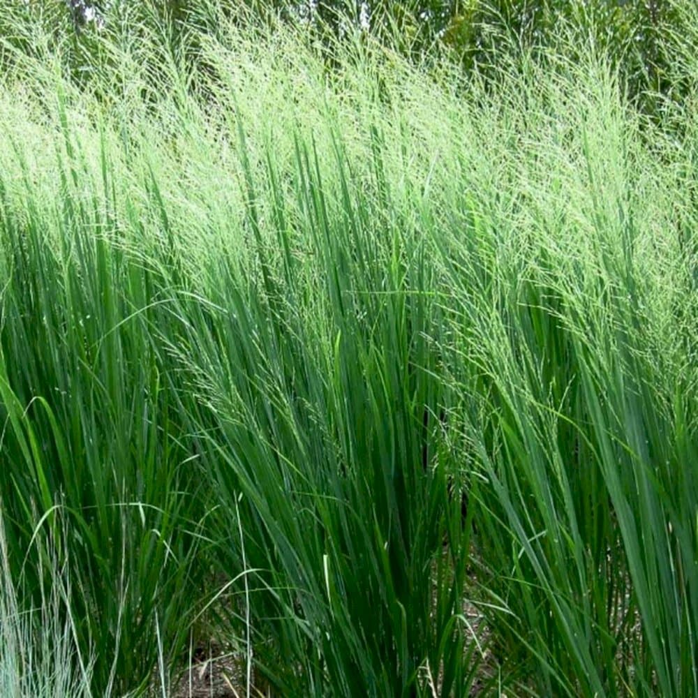 switch grass 'Prairie Sky'