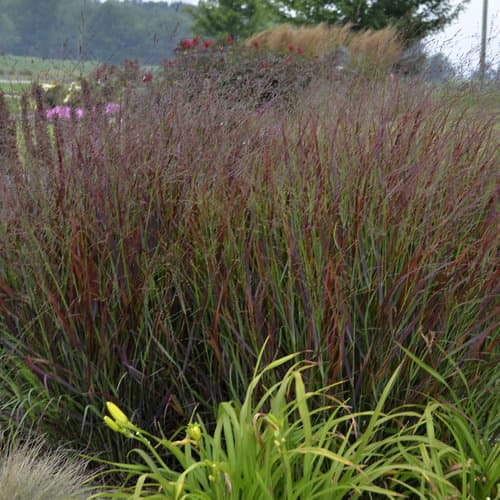 switch grass 'Prairie Sky'