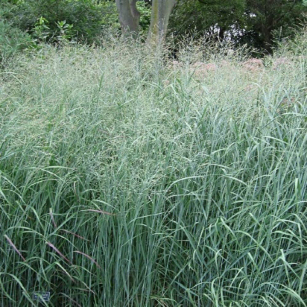 Switchgrass 'Squaw'