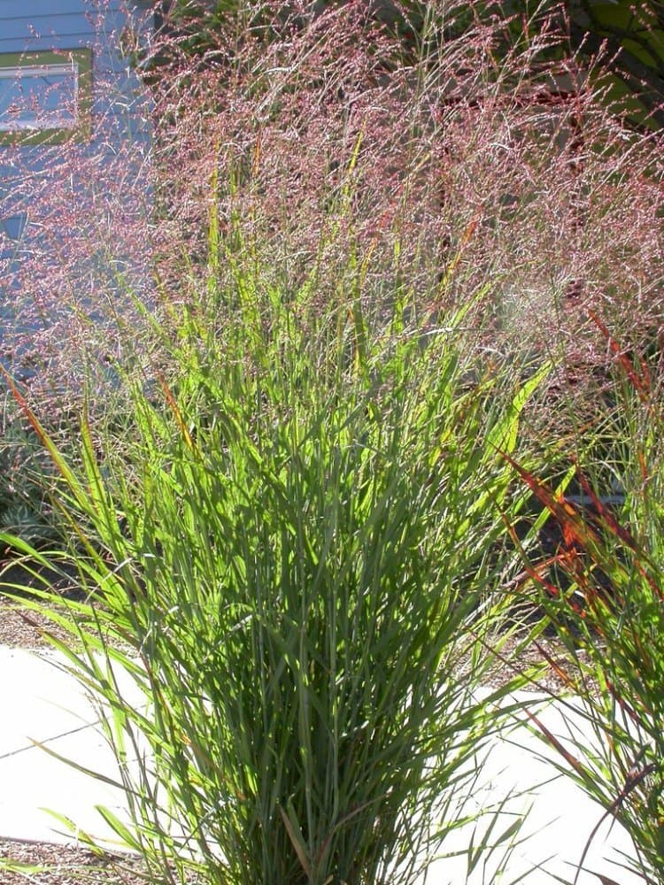 Switchgrass 'Squaw'