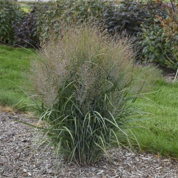 Switchgrass 'Squaw'