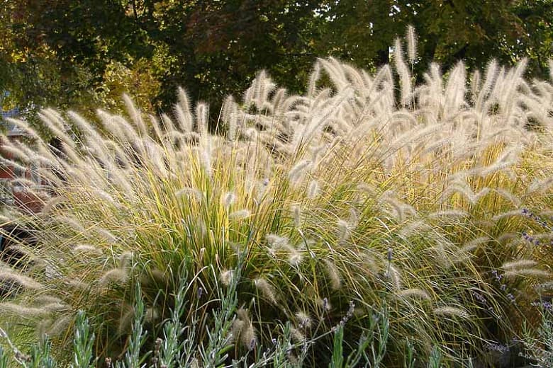 Chinese fountain grass 'Moudry'