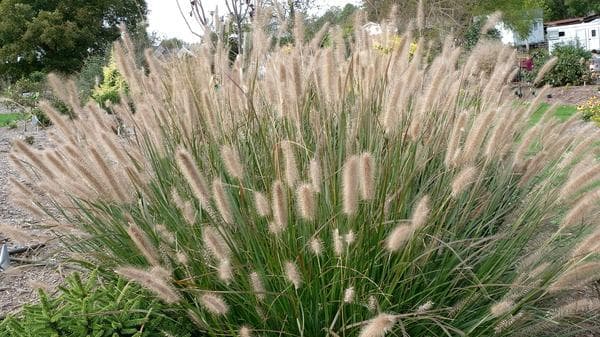 Chinese fountain grass 'Moudry'