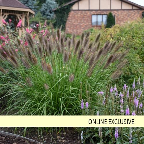 Chinese fountain grass 'Moudry'