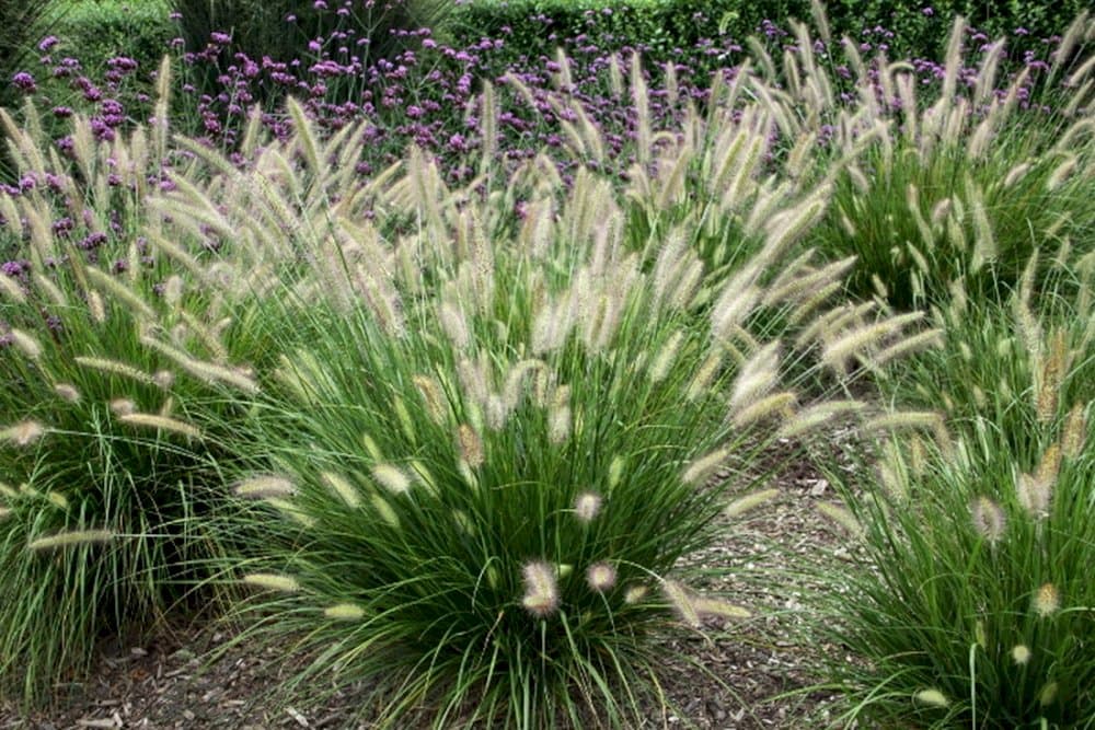 Chinese fountain grass 'Red Head'