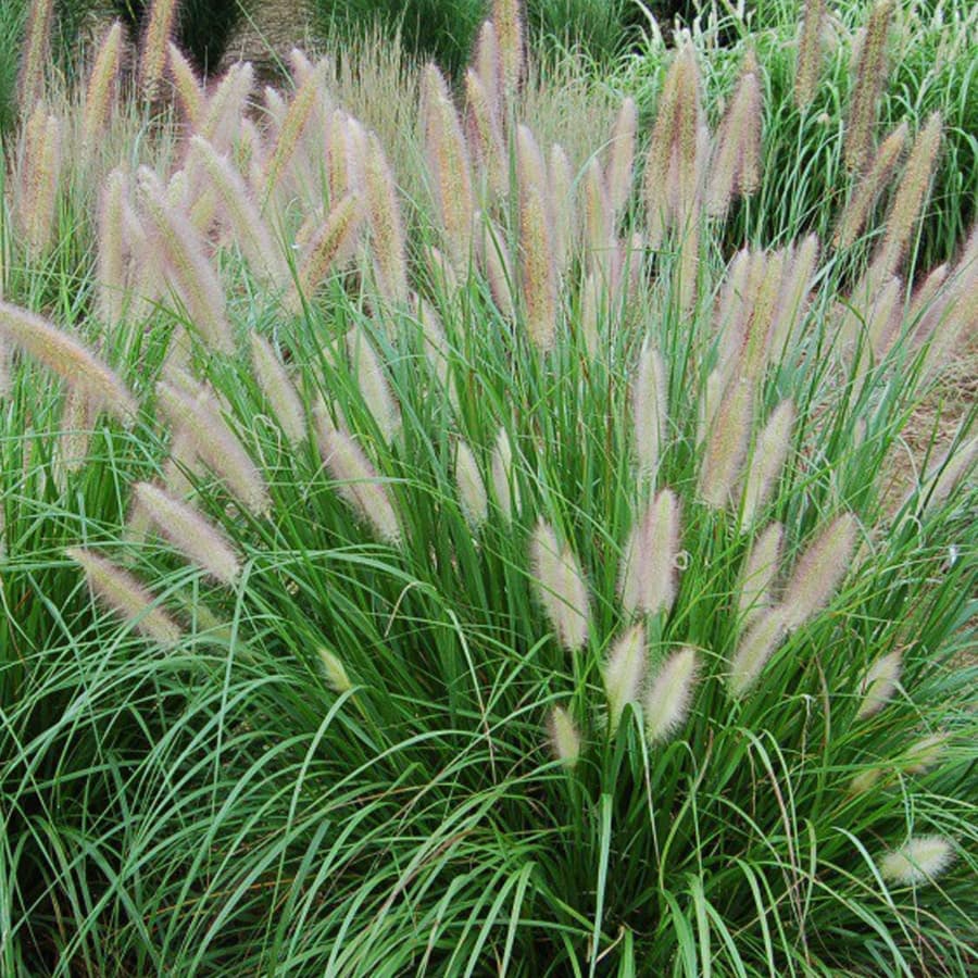 Chinese fountain grass 'Red Head'