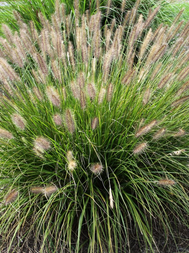 Chinese fountain grass 'Red Head'