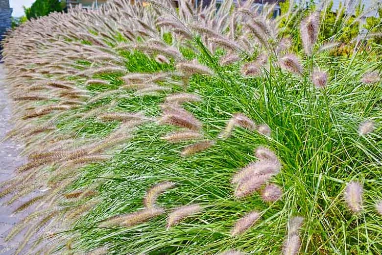 Chinese fountain grass 'Red Head'