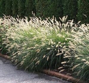 Chinese fountain grass 'Red Head'