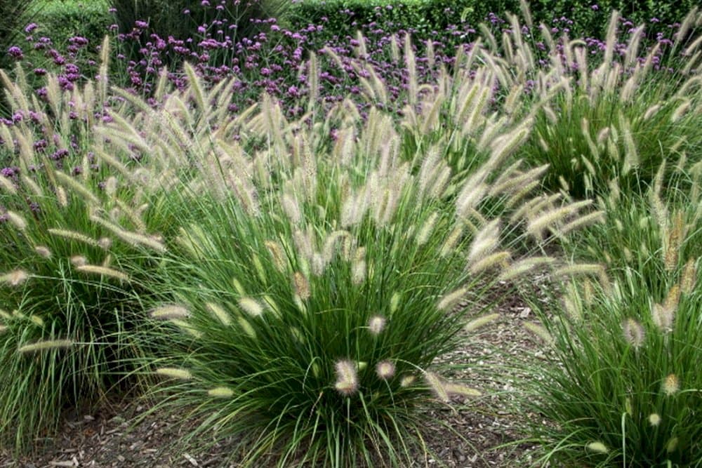 Chinese fountain grass 'Black Beauty'