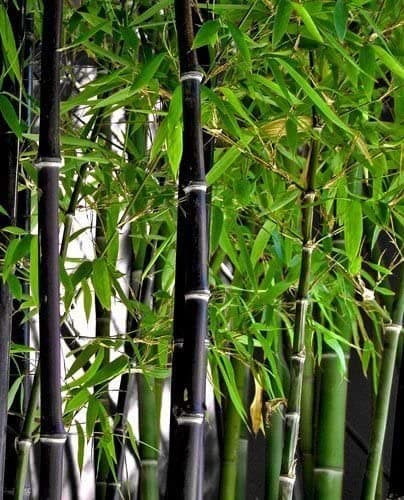 Henon bamboo