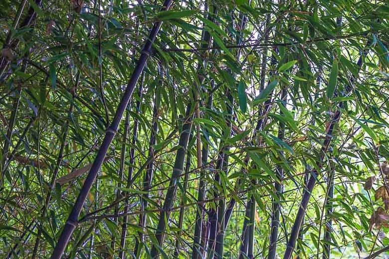 Henon bamboo