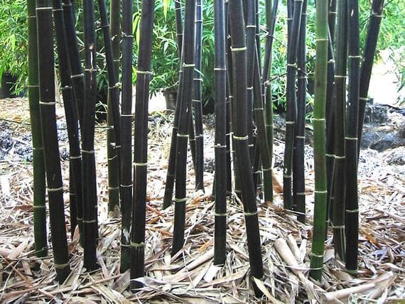 Henon bamboo