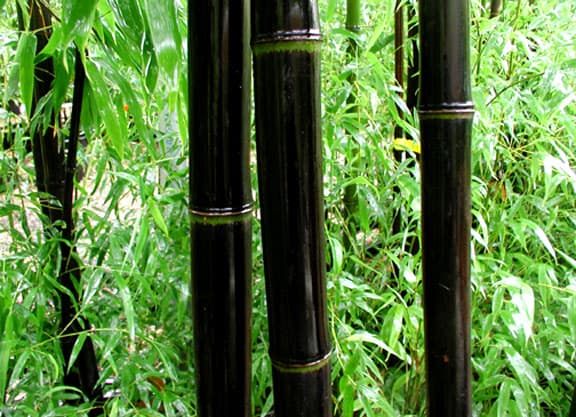 Henon bamboo