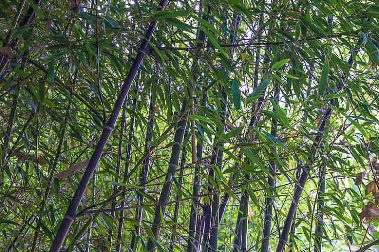 black bamboo