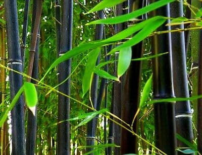 black bamboo