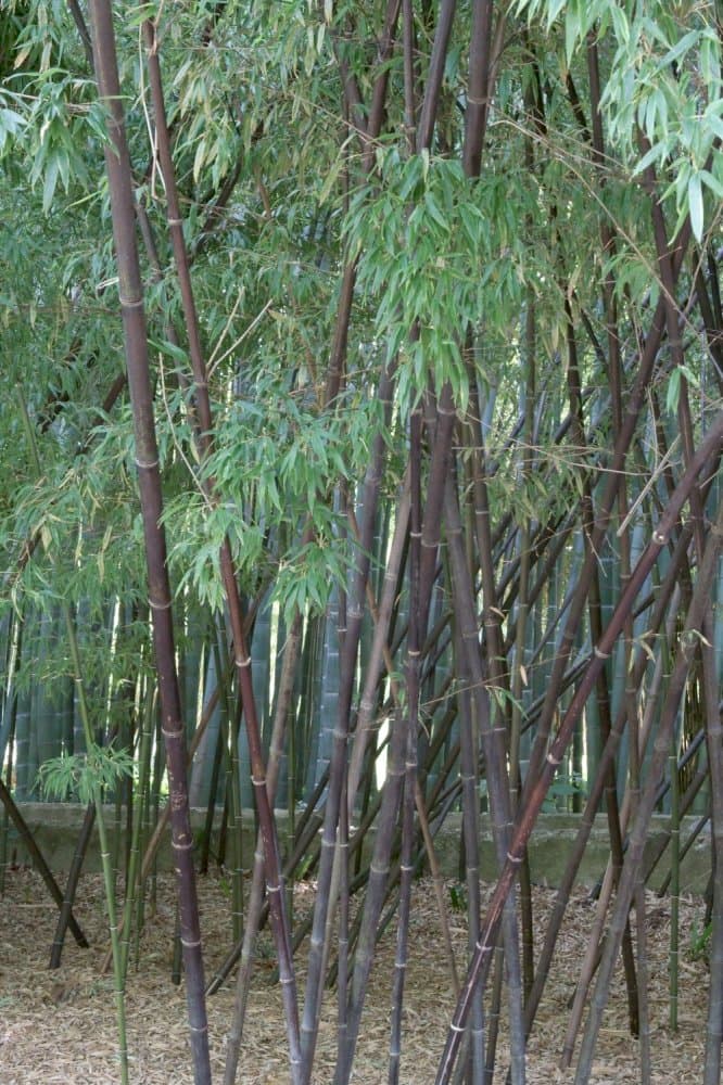 black bamboo 'Boryana'