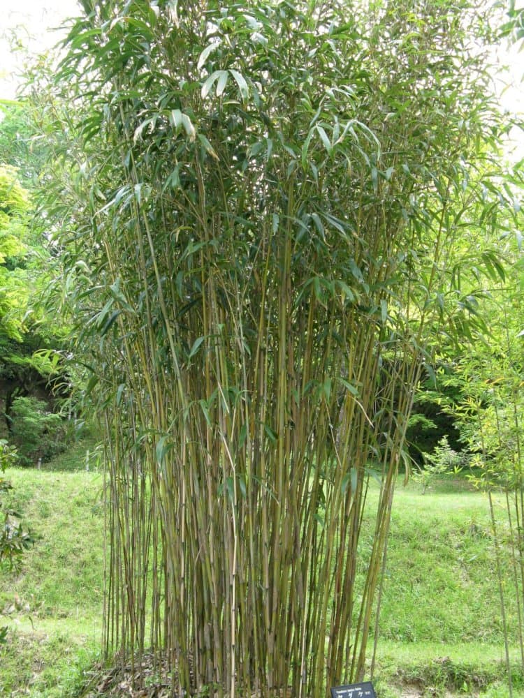 arrow bamboo 'Akebonosuji'