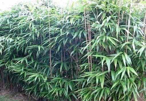 arrow bamboo 'Akebonosuji'