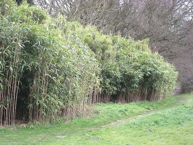 arrow bamboo 'Akebonosuji'