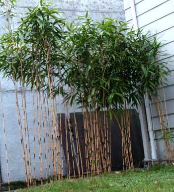 arrow bamboo 'Akebonosuji'