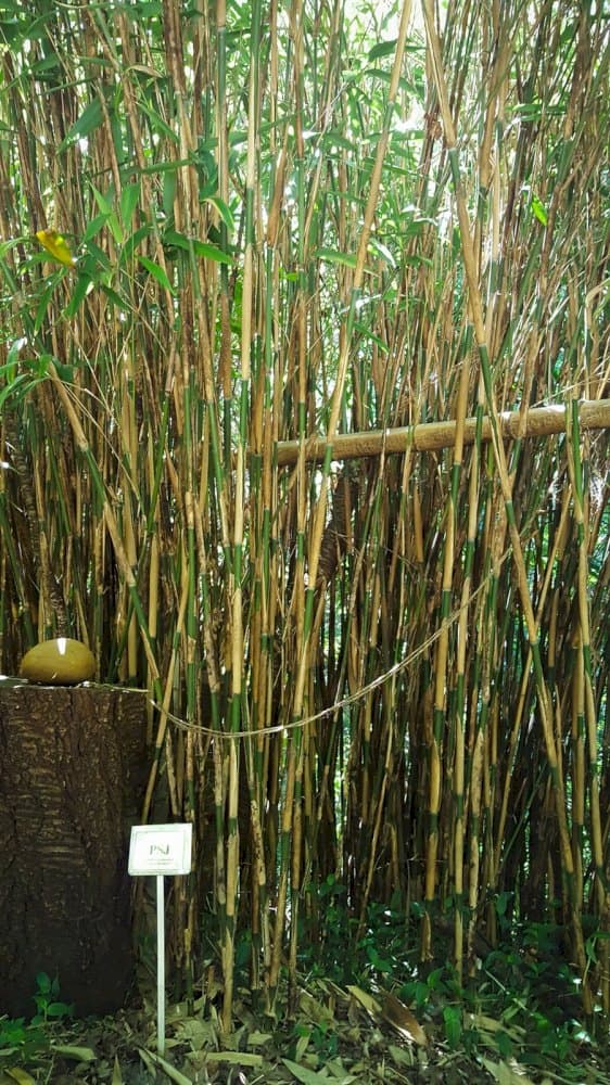 arrow bamboo 'Akebonosuji'