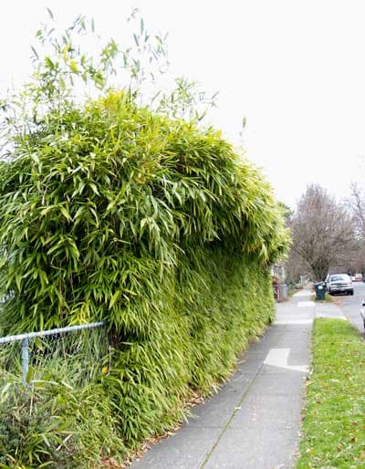 arrow bamboo 'Akebonosuji'