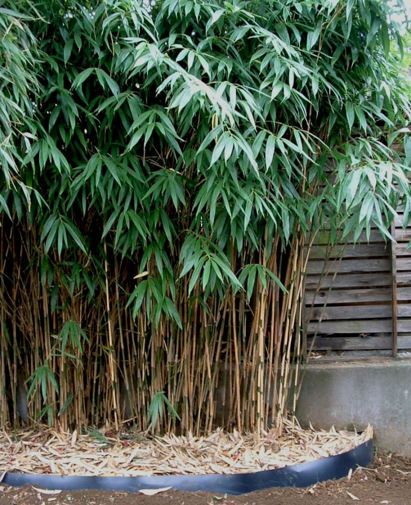 arrow bamboo 'Akebonosuji'