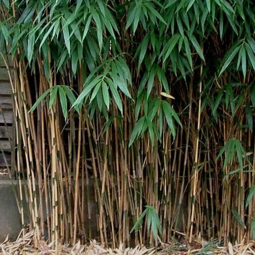arrow bamboo 'Akebonosuji'