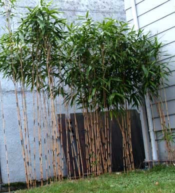 arrow bamboo