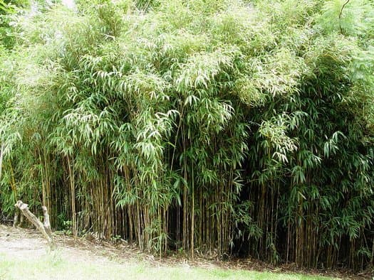arrow bamboo