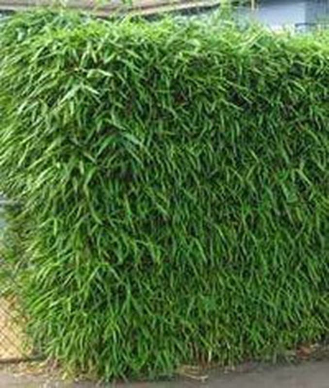 arrow bamboo