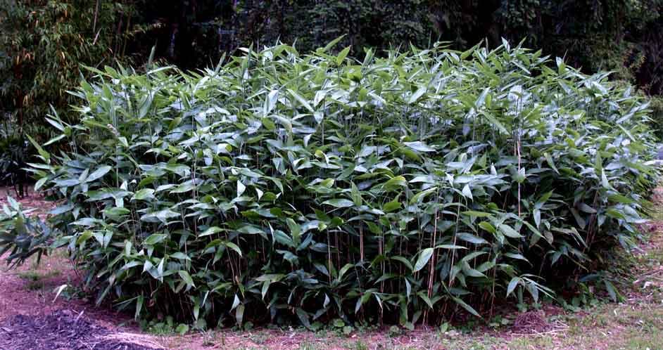 broad-leaved bamboo