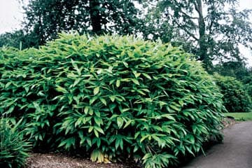 broad-leaved bamboo