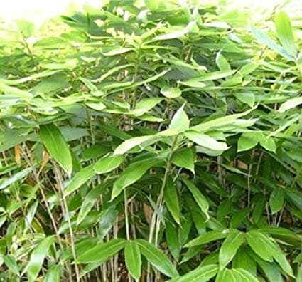 broad-leaved bamboo