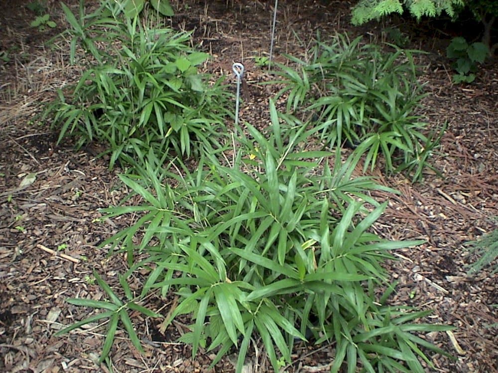 broad-leaved bamboo