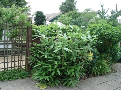 broad-leaved bamboo