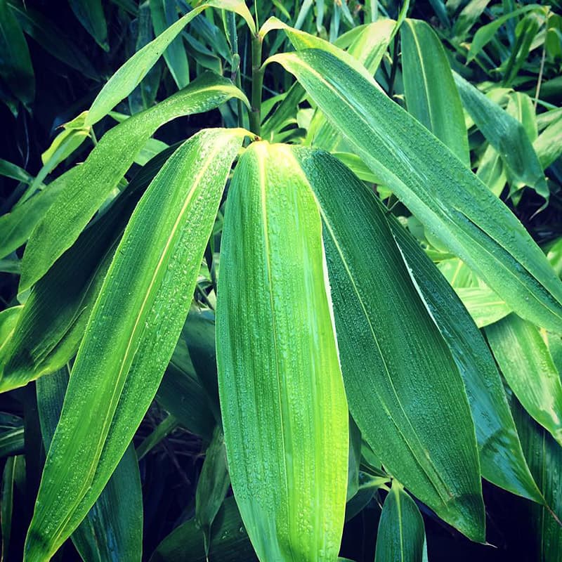 broad-leaved bamboo